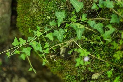 常春藤植物風水